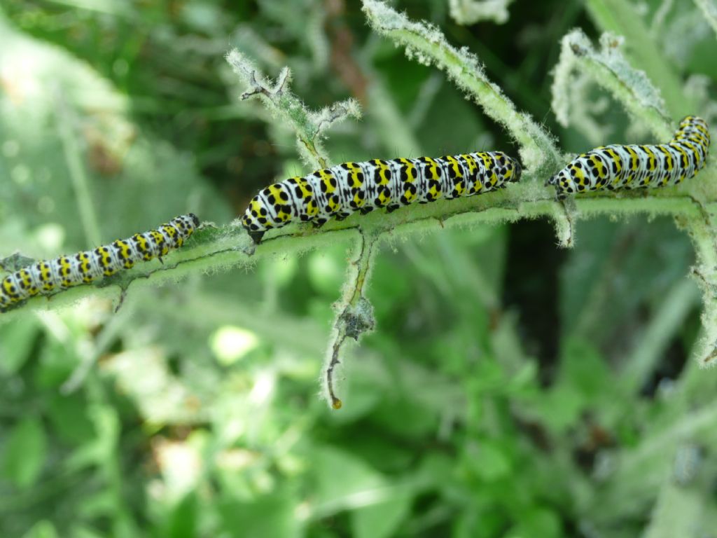 Iphiclides podalirius